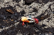 DSC_7714 Uca sp Violonist crab_tn